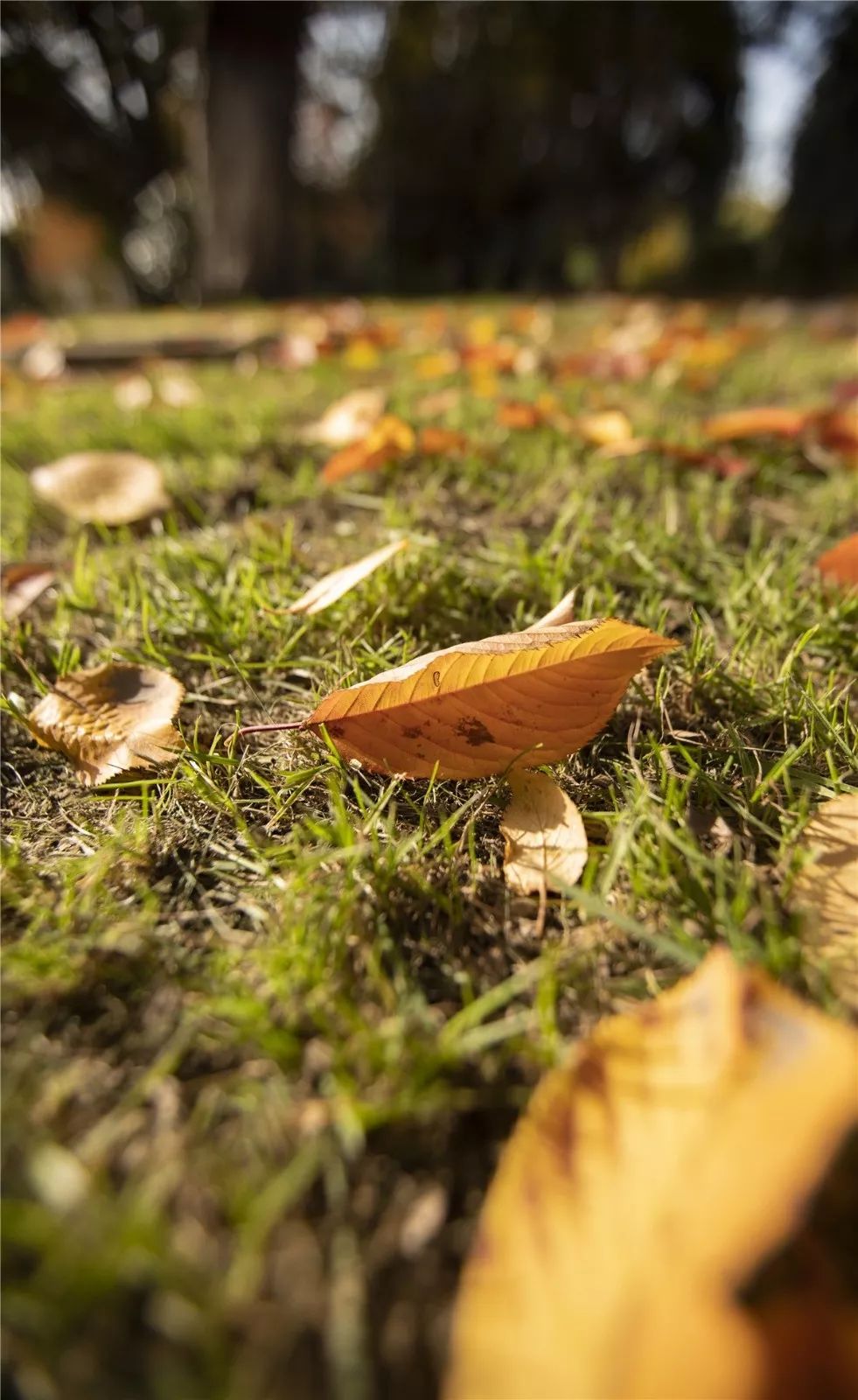 思源学院美景照片,西安思源学院秋景色