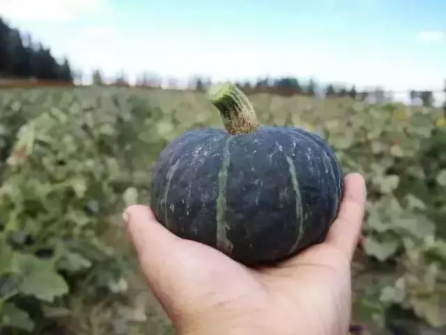 贝贝南瓜和金丝南瓜的区别,板栗南瓜和贝贝南瓜哪个贵