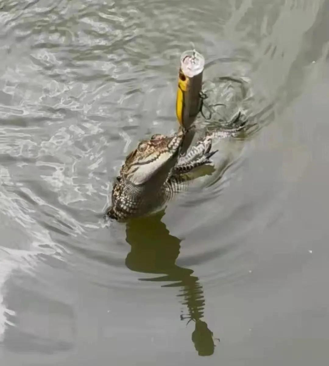 路亚入门路亚如何才能钓到鱼,路亚在哪种地方比较适合钓到鱼