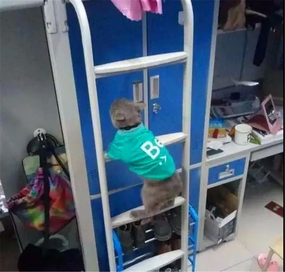 宿管查宿舍猫咪藏哪,宿管阿姨查寝看见猫咪