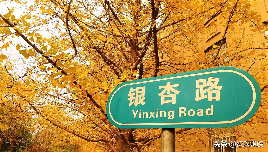 沈阳进入银杏最佳观赏期,沈阳银杏叶最佳观赏时间和地点