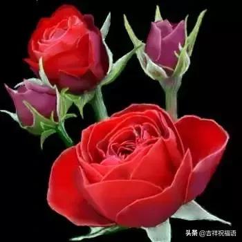 5201314，送你999玫瑰花，祝你爱情甜甜蜜蜜