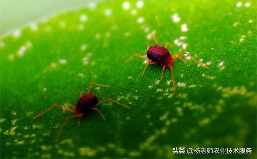 十大家用杀虫剂排名,十大名牌杀菌杀虫剂