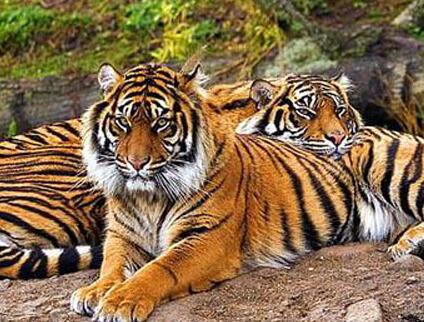 狮虎斗动图,地坑狮虎斗