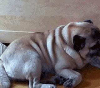 养巴哥犬需要注意什么,巴哥犬6个月大才养好吗