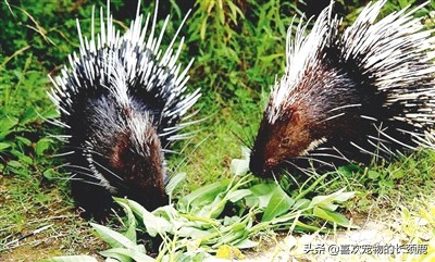 豪猪的生活习性有哪些,刺猬和豪猪是什么习性