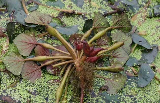 中国食品公布寄生虫最多的食物,儿童体内寄生虫吃什么食物好