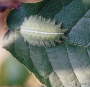 设施甜樱桃花期管理,樱桃种植技术及病虫害防治