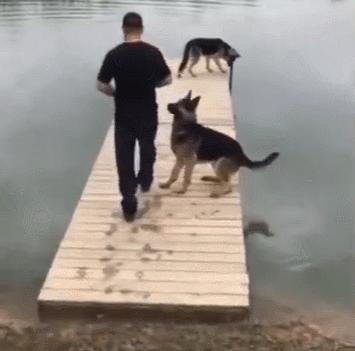 纯种狗怎么来的,怎样培育纯种狗