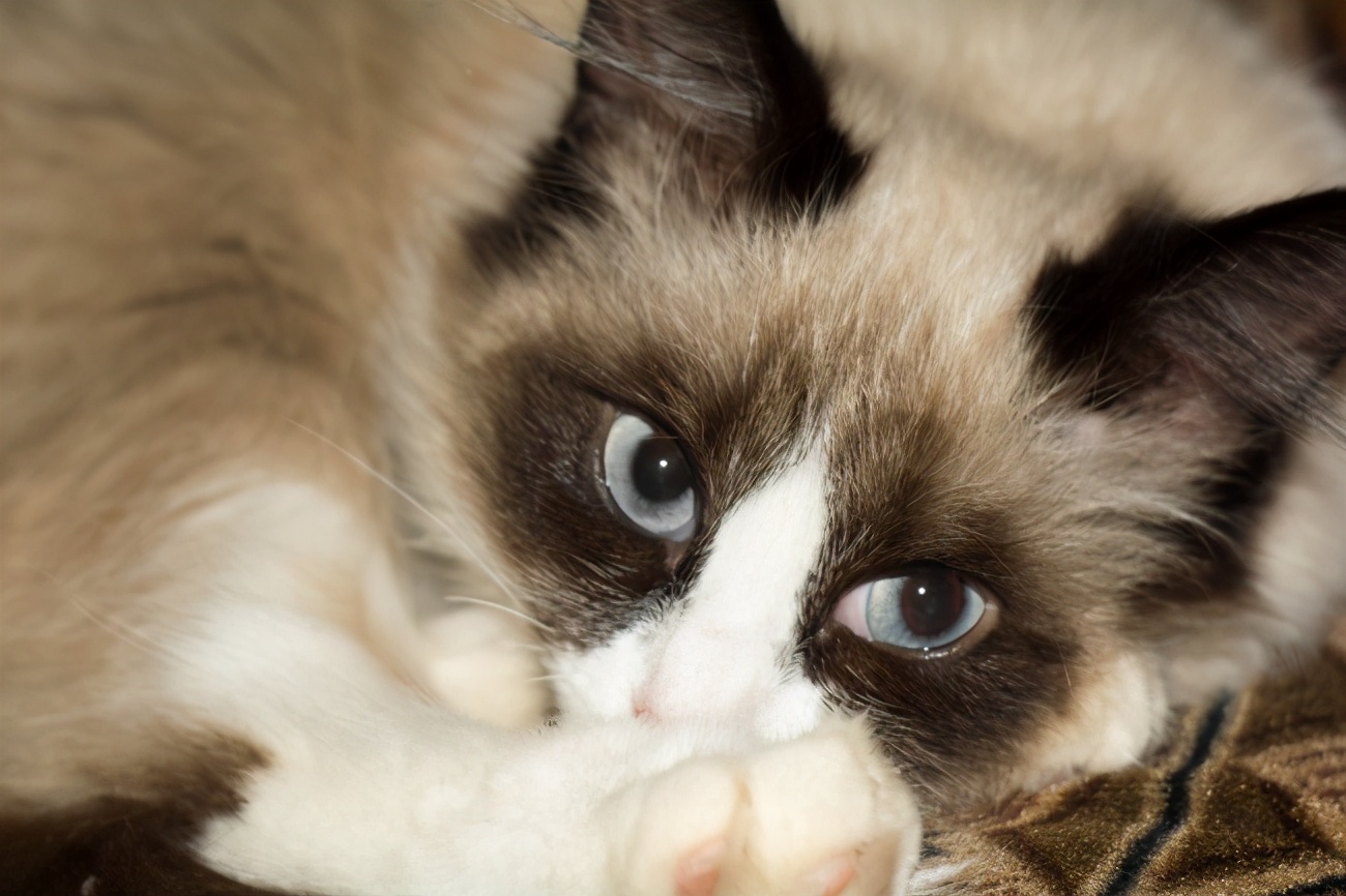 新手养猫必需品,新手养猫建议养公还是母