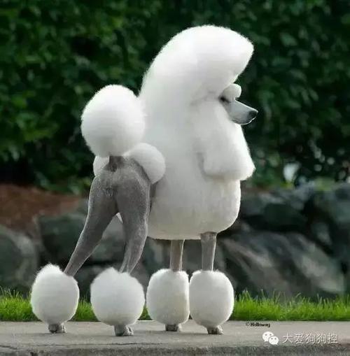 贵宾缺点,巨型贵宾的缺点