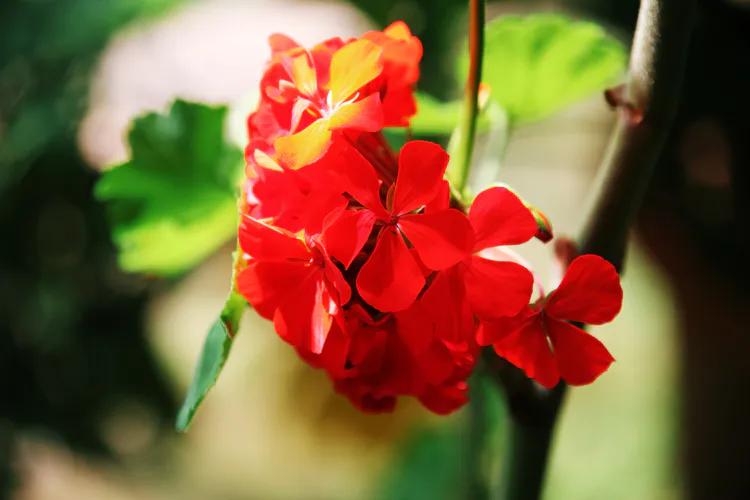 单反快速入门索尼,单反自动挡是哪个