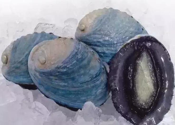 世界鲍鱼品种大全，你若知道其中5种，我叫你三声大哥