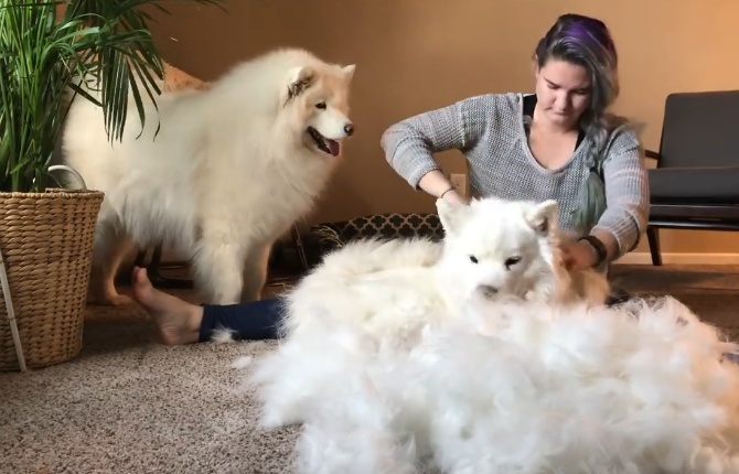 猫狗掉的毛可以织毛衣铲屎官：习惯就好