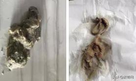 猫一直吐是什么原因引起的,母猫和小猫都呕吐是什么原因