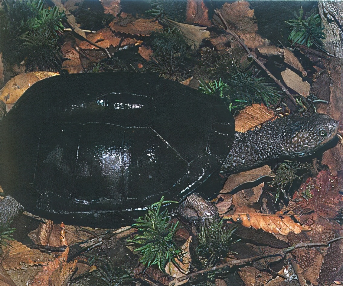 各种龟类图片大全大图,龟类展示会