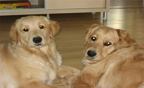 训练兴奋狗狗,训练犬的兴奋方法