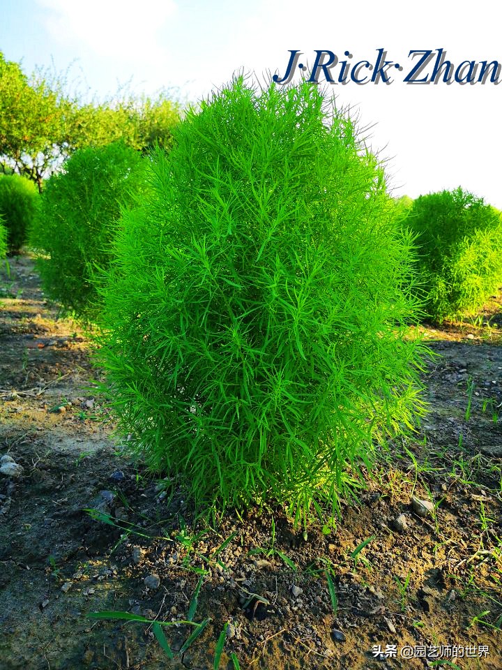 红色地肤草的种植方法,红地肤怎么养