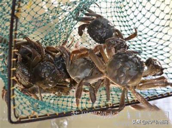 你买的螃蟹都是苦的？别着急骂商家，做好最后一步，味道鲜美升级
