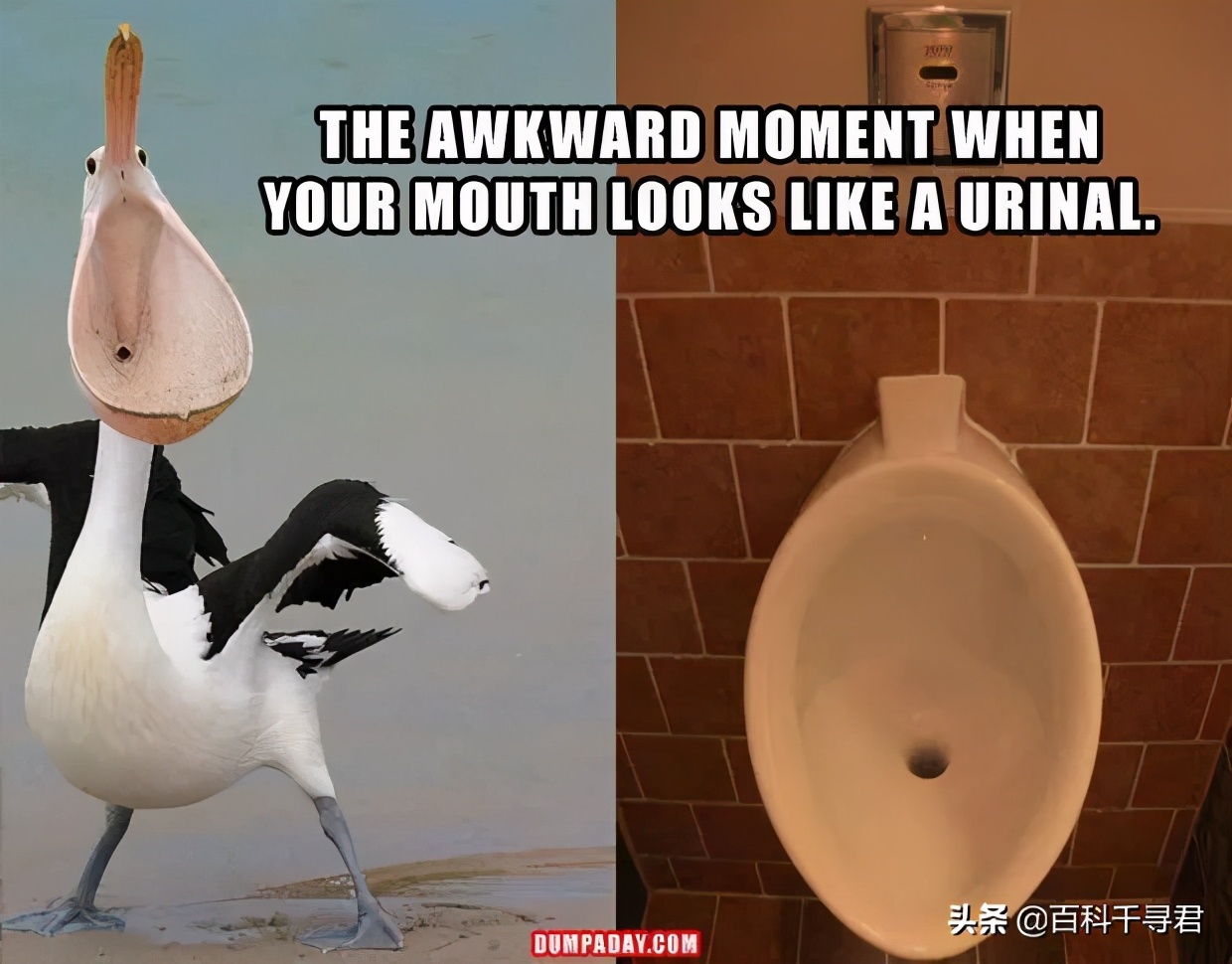 鹈鹕吞猎物到肚子里是怎么样的,鹈鹕的嘴真的是大口袋吗