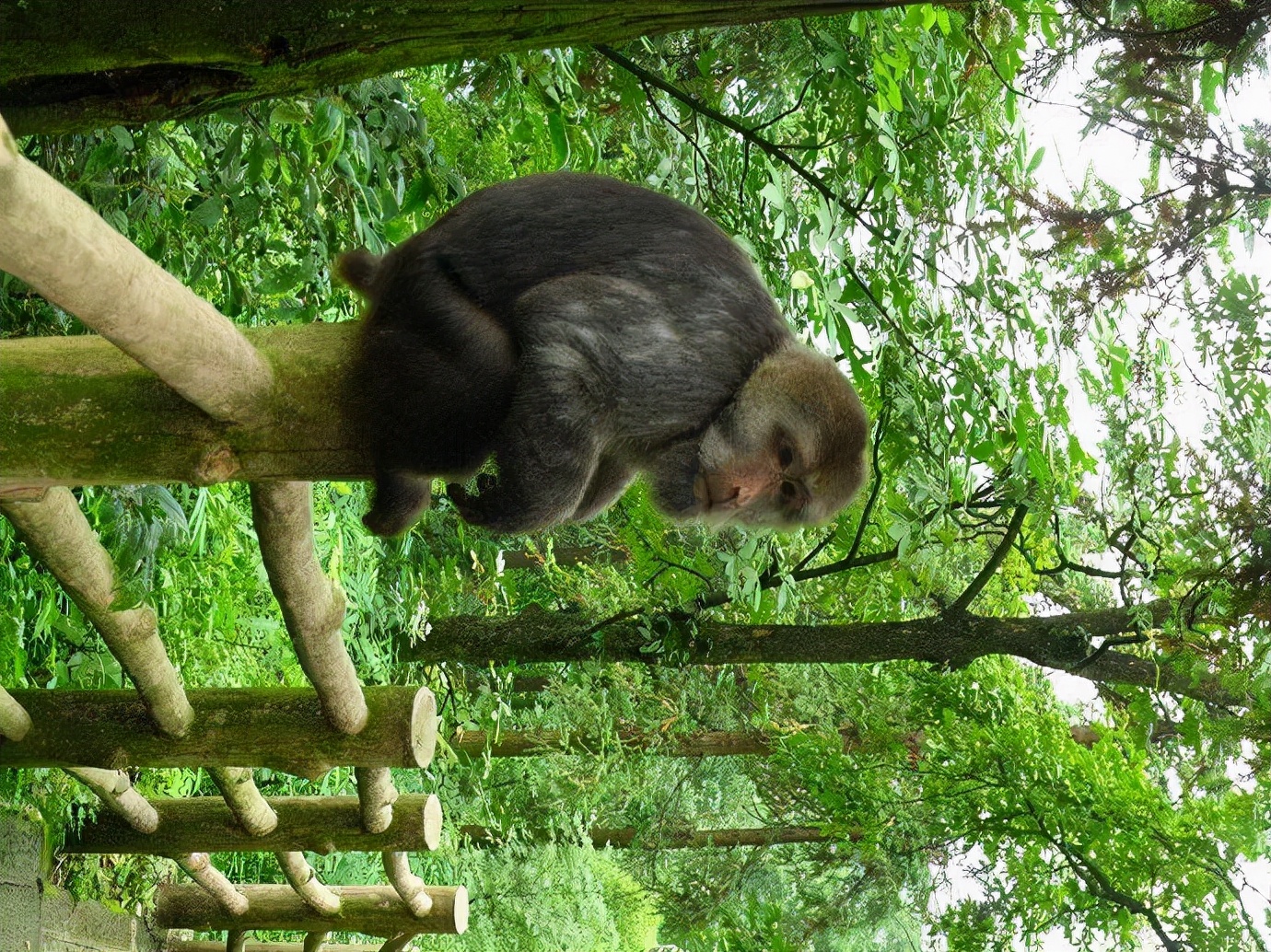 峨眉山防猴方法,峨眉山怎么防御猴子