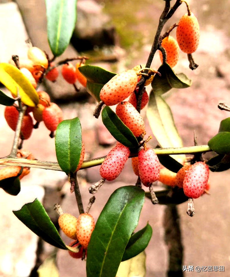 乡村野草集（03）之羊*子奶**