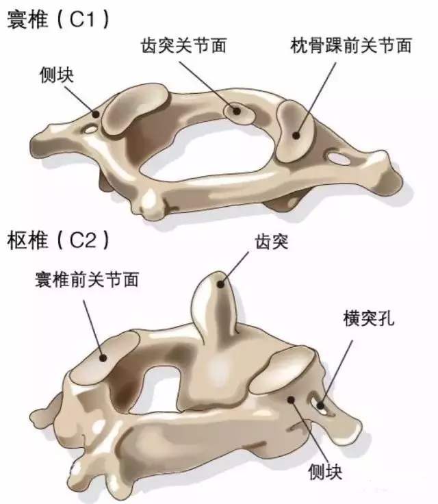 手指早起僵硬疼痛活动后就好了,颈部疼痛颈部僵硬颈部活动受限