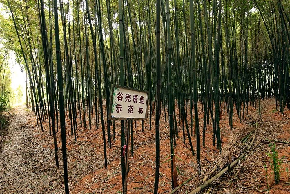 春笋人间四月天,人间四月天吃春笋