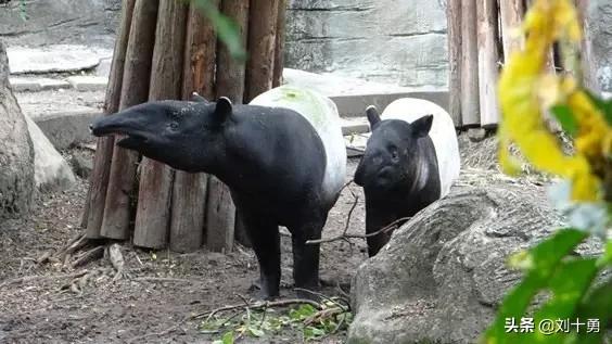 罕见动物60种大开眼界,十种罕见动物