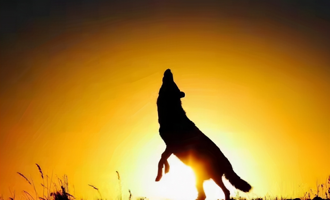 沙彤趣谈“狗性”