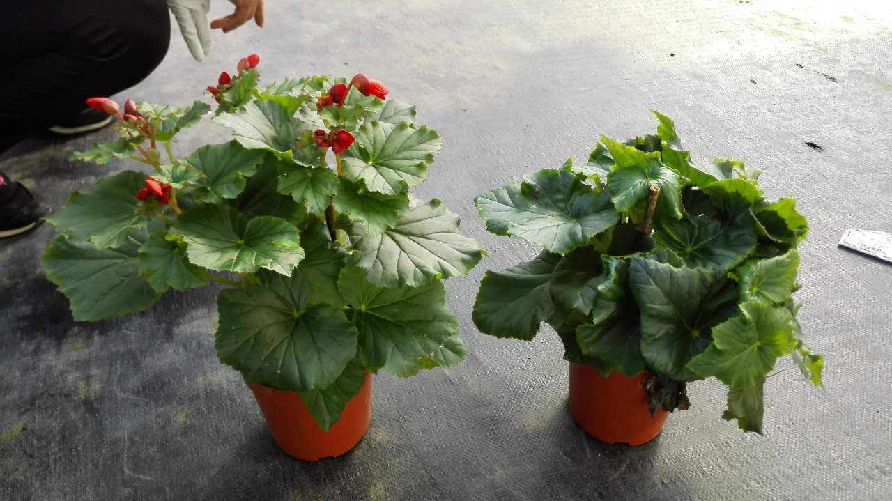 丽格海棠花谢了怎么剪掉不发黑,丽格海棠花后不发新枝怎么办