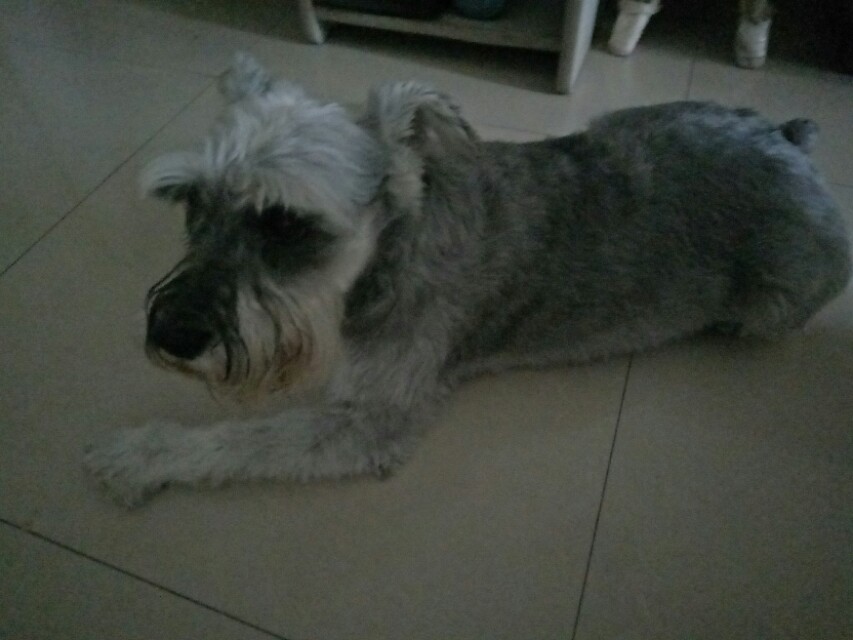 养狗小常识,养狗对人的健康危害