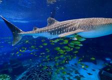 珠海自驾广西桂林旅游攻略,珠海长隆旅游攻略必玩的景点