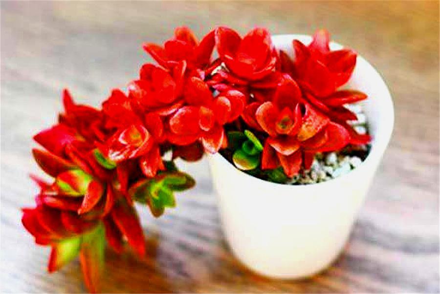 多肉火祭不爆侧芽怎么办,多肉火祭为什么不红