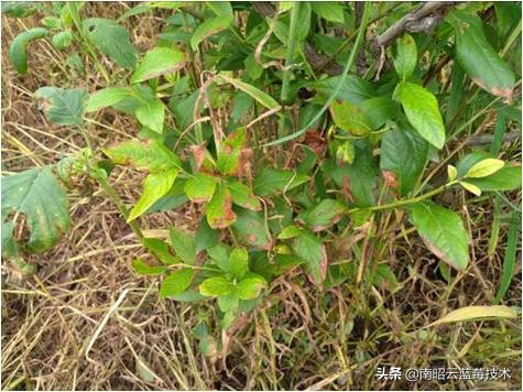 蓝莓叶片边缘焦枯是什么病害,蓝莓在高温下有哪些病害
