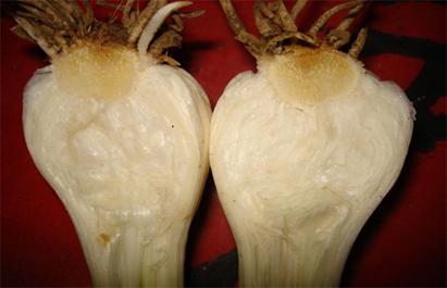 大蒜出现面包蒜的原因,大蒜出现面包蒜应该怎么办