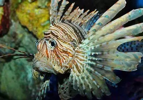 fot海水观赏鱼,fot鱼品种