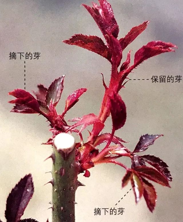 玫瑰月季怎么爆盆,玫瑰怎样爆侧芽