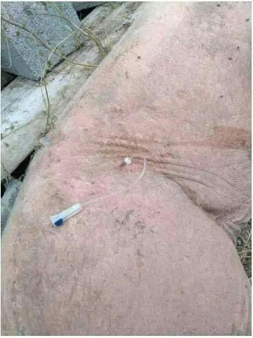 养猪不发烧的小妙招,养猪怎么打针不跑