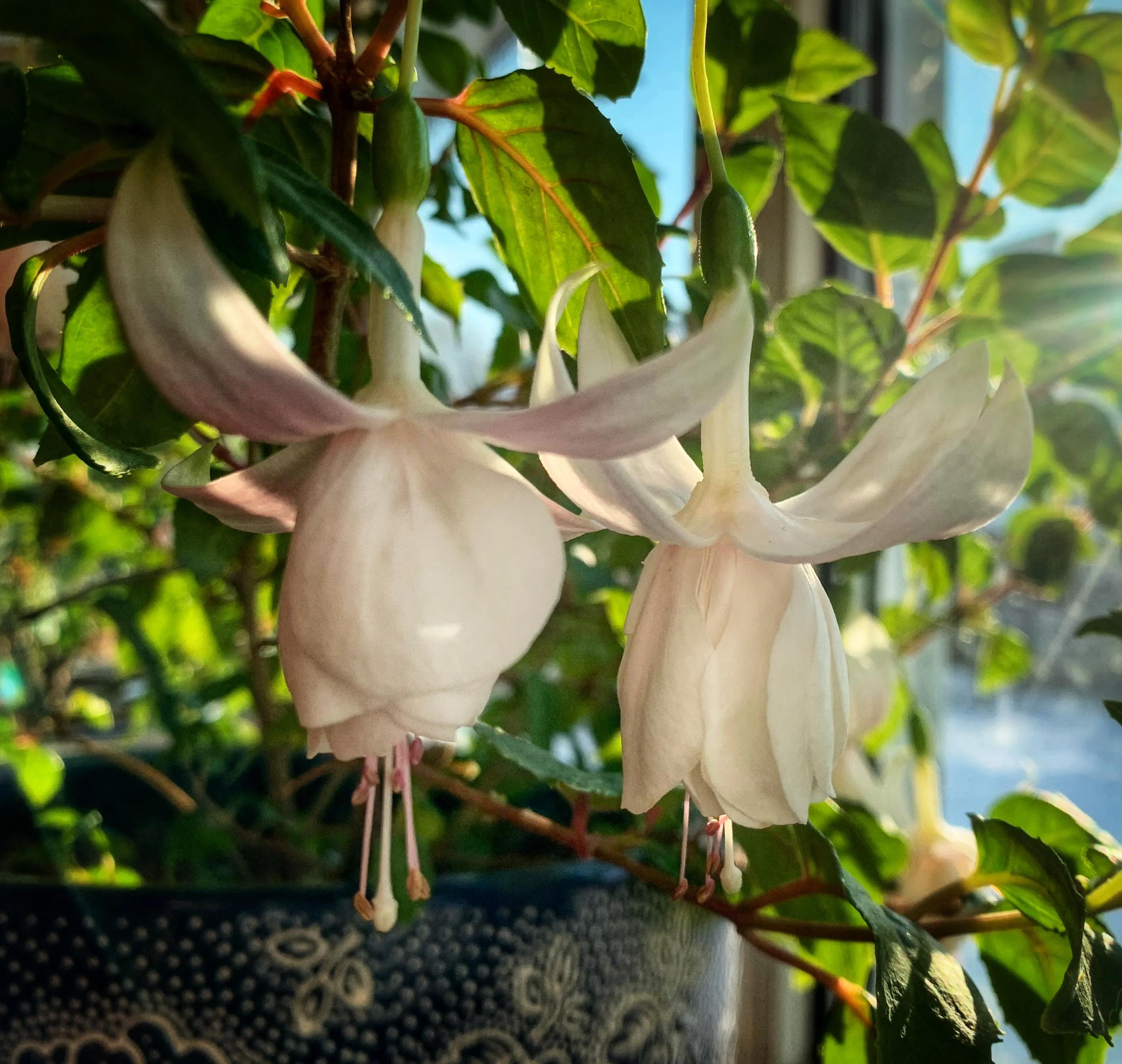 冬日里的鲜花依然盛开,冬日里盛开的第一朵鲜花