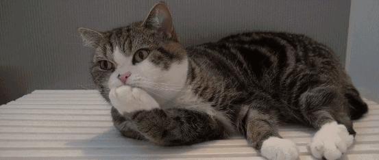 猫咪为啥挠痒受伤,猫咪为啥老是挠嘴巴