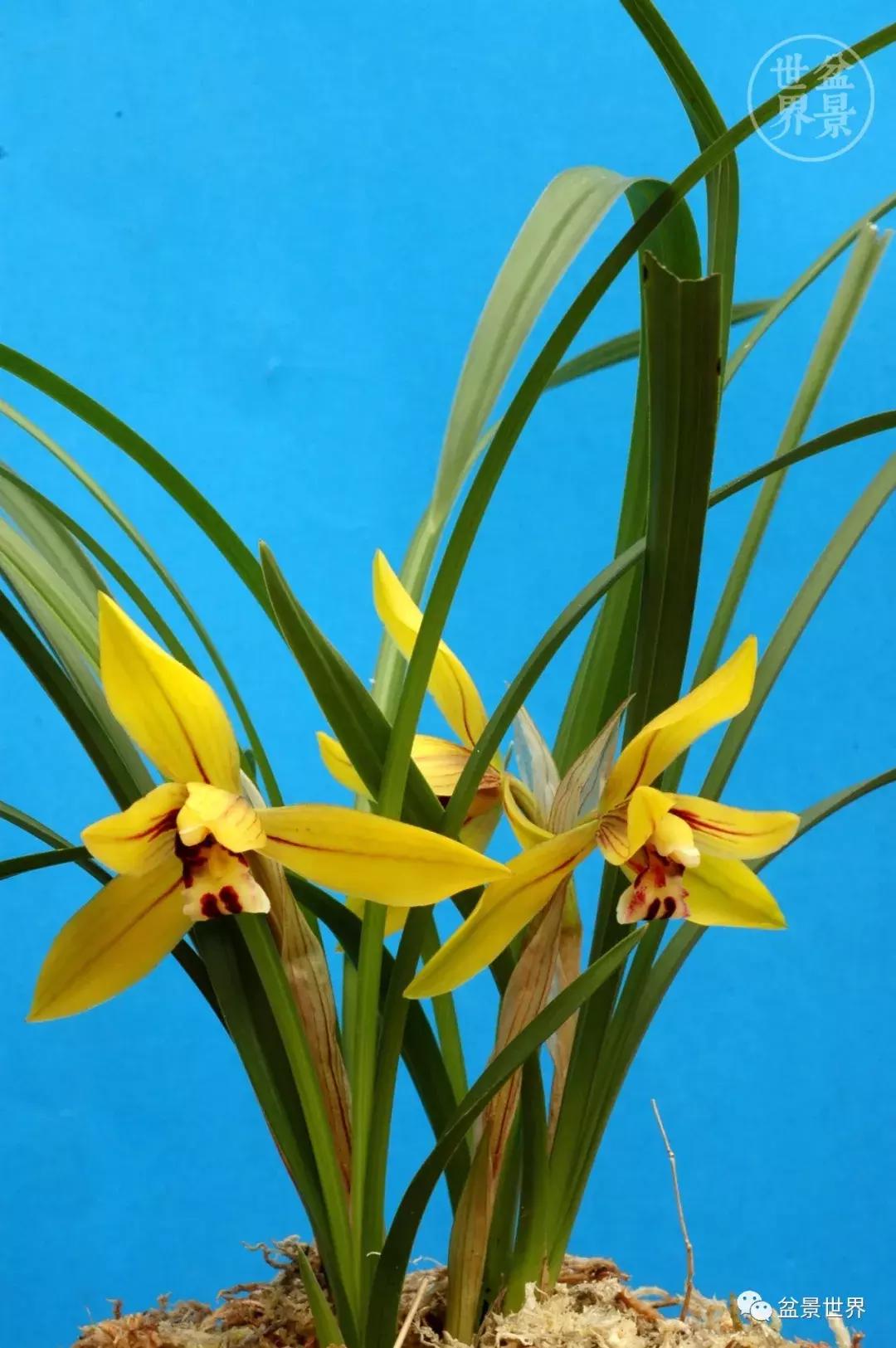 孔子家语芝兰生于深林全文拼音,芝兰生于深林不以无人而不芳翻译