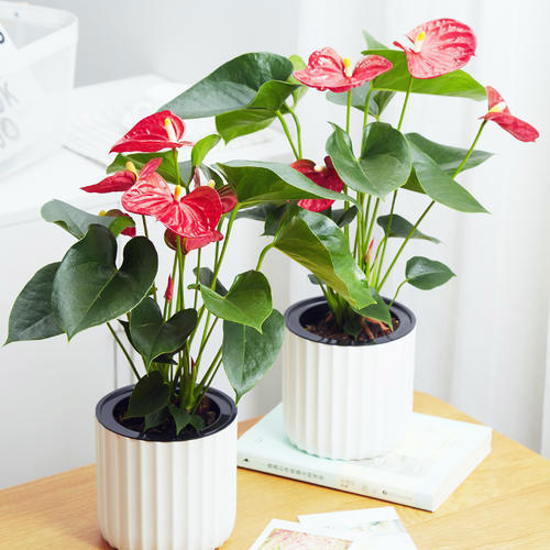 生长旺盛的红掌叶绿如新,红掌花茂盛