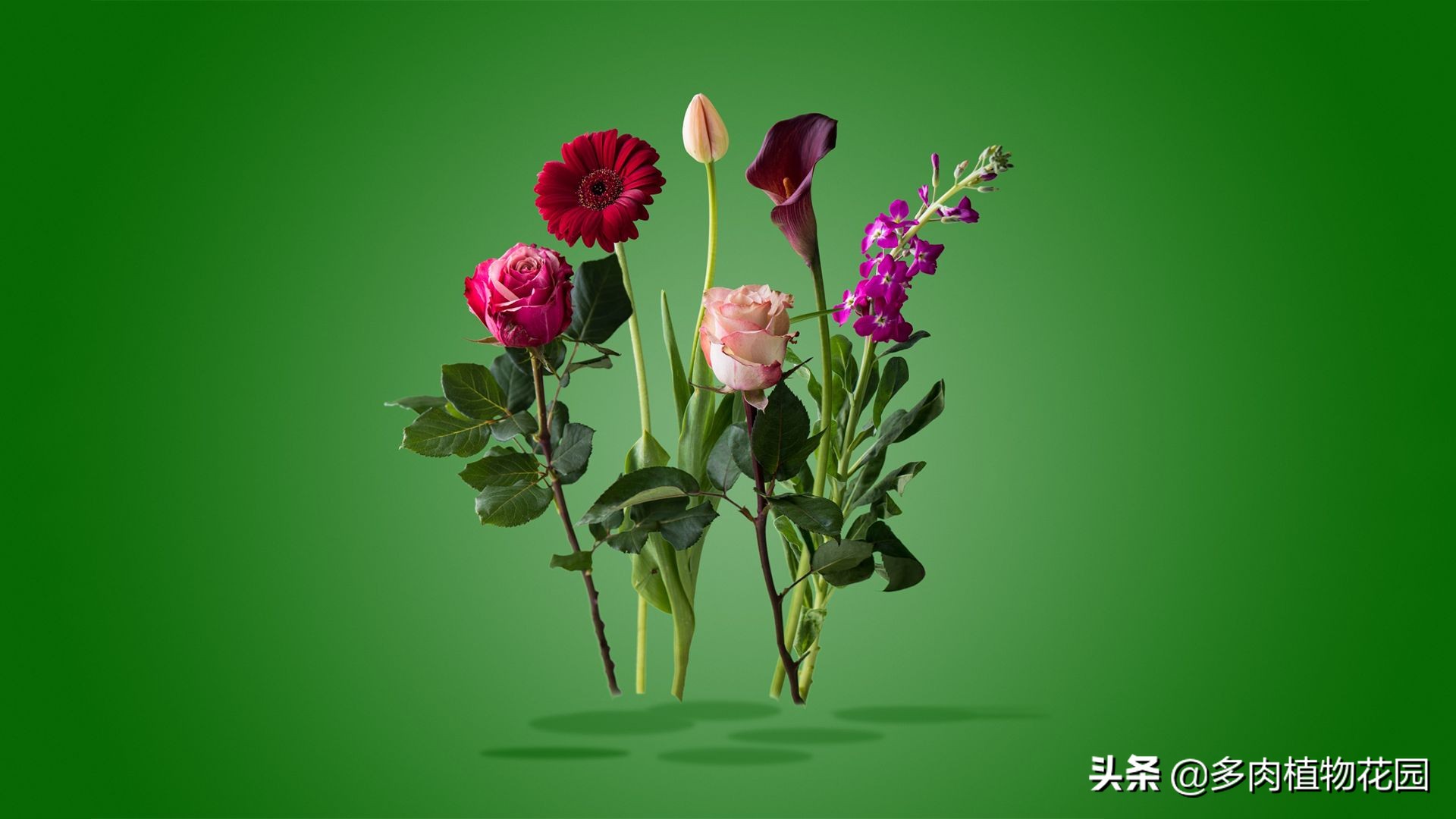 花卉盐碱害有哪些症状,怎样解决花卉盐碱严重