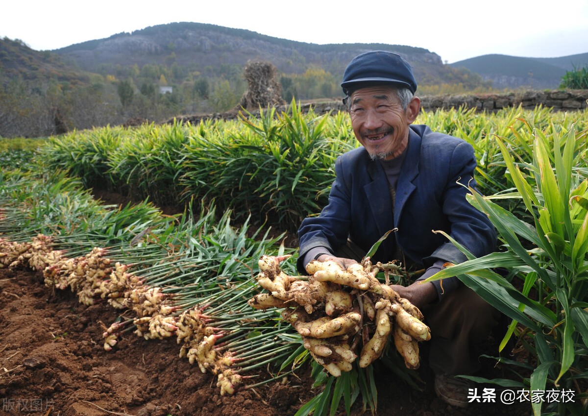 种植大姜催姜芽的正确方法和步骤,种植大姜如何生根