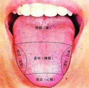 如何看舌头辨别健康状态,健康的舌头和不健康的舌头