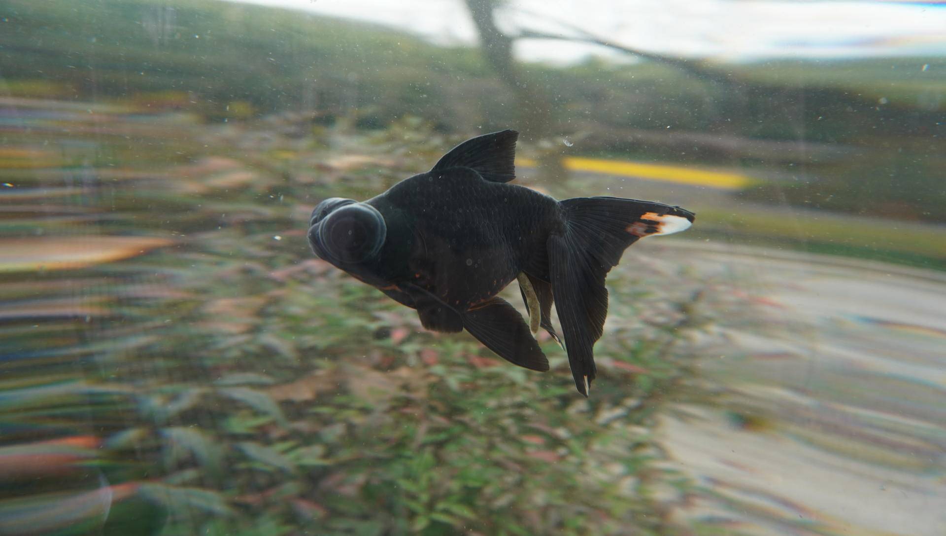 索尼微单6000与6100区别,索尼6100拍抖音评测