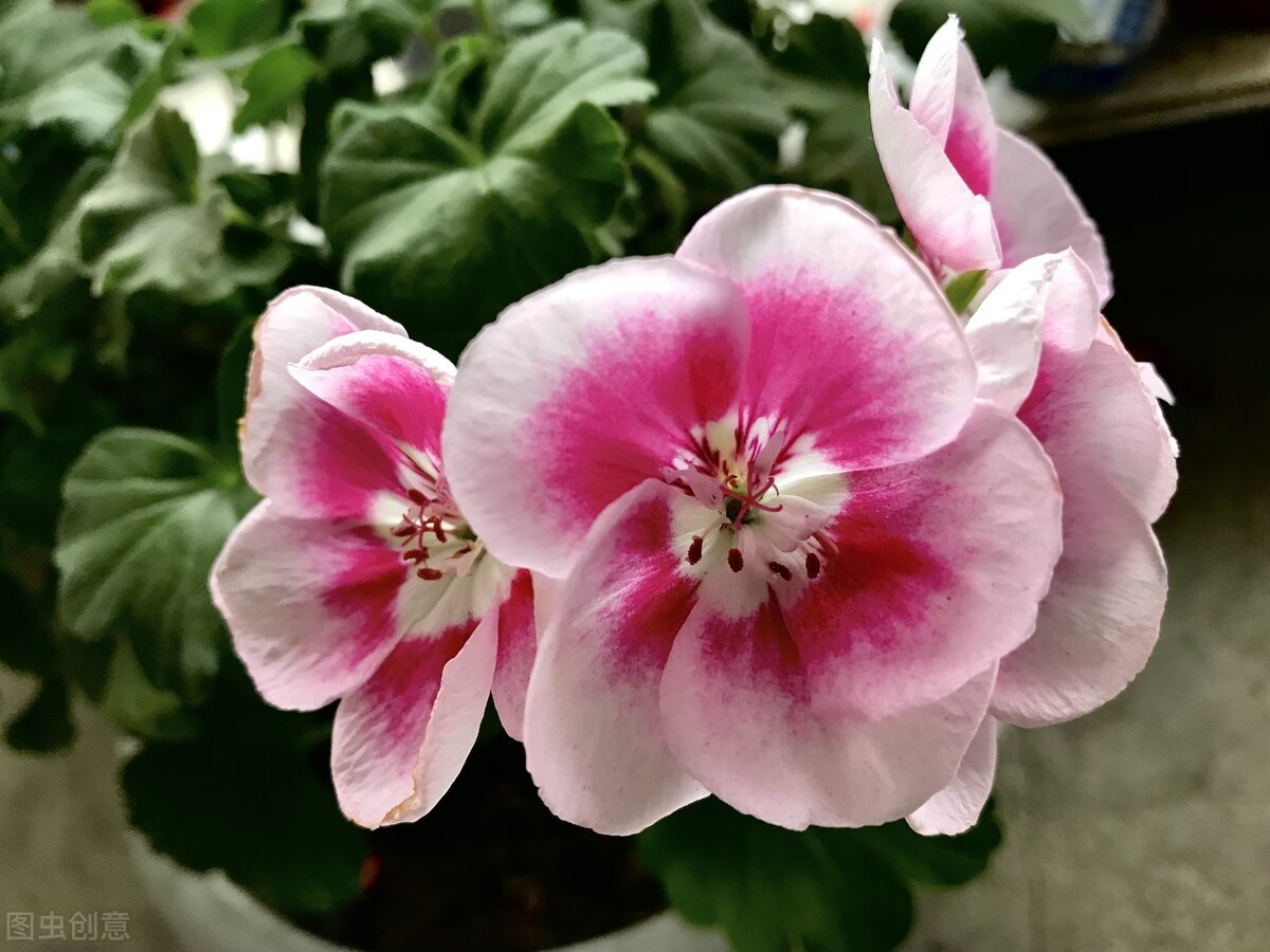 平价的“爆花小能手”：第一性价比高，第六是调色担当