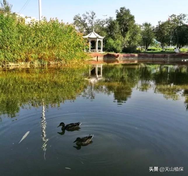 乌鲁木齐90后的南门回忆,乌鲁木齐人民公园记忆