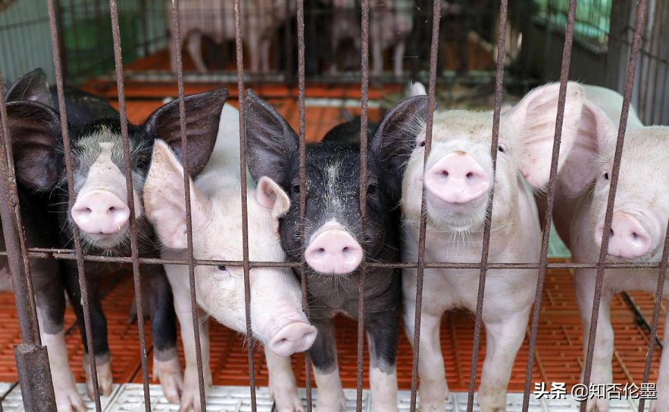 这才是农村最有前景的养殖项目,在农村养殖这四种动物不愁没销路